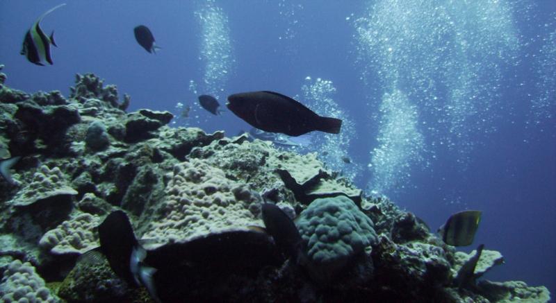 North Tokashiki-jima - Parrotfish & reef scene