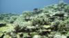 North Tokashiki-jima - Pufferfish fleeing across corals