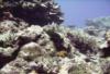 North Tokashiki-jima - Blue-spotted Pufferfish