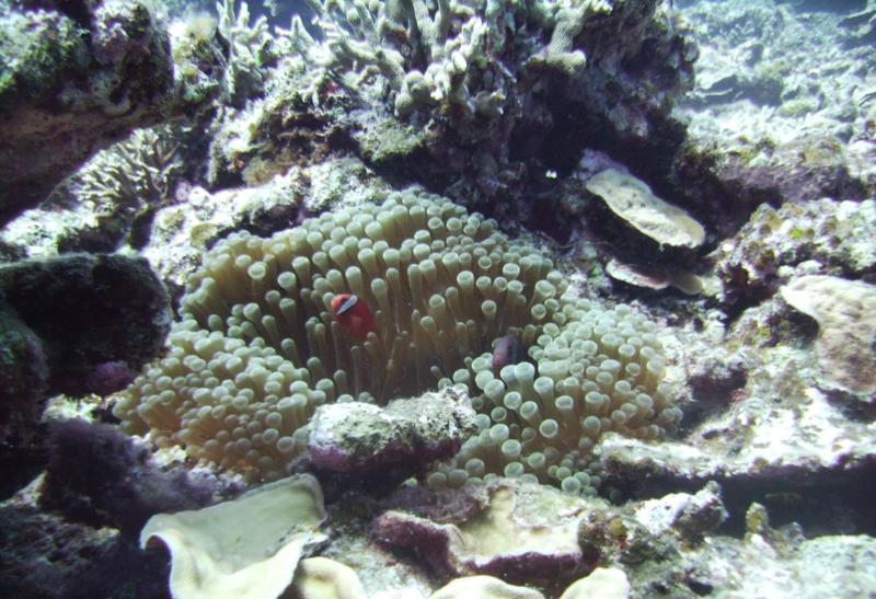 North Tokashiki-jima - Anemone & fish