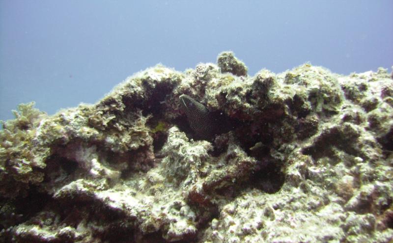 North Tokashiki-jima - Spotted moray eel
