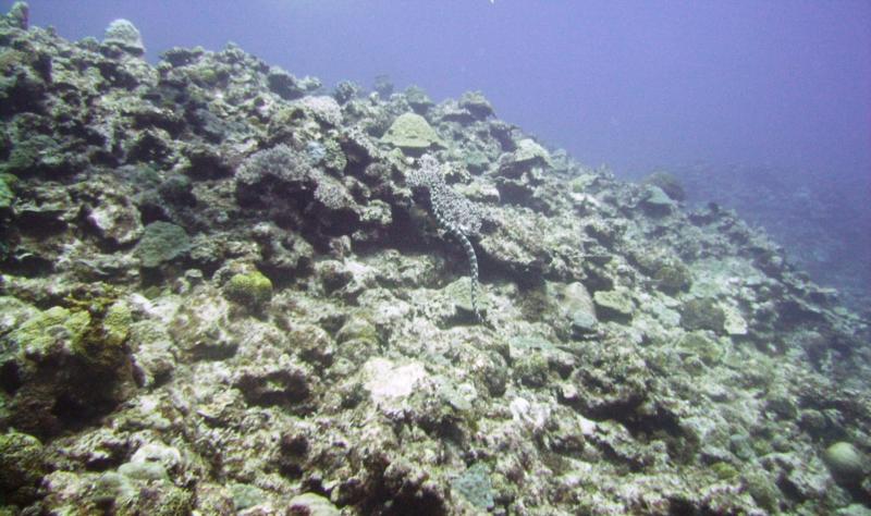 North Tokashiki-jima - Sea snake (banded sea krait)