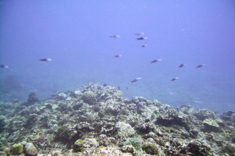 North Tokashiki-jima - Dartfish school