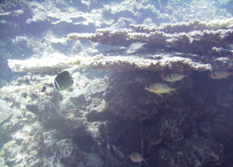 North Tokashiki-jima - Fish hiding under coral ledges