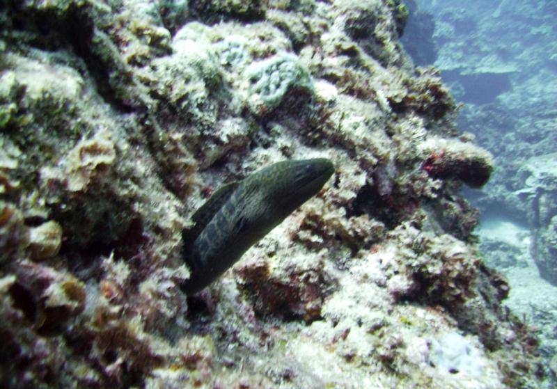 Kuroshima Minami - Green moray eel