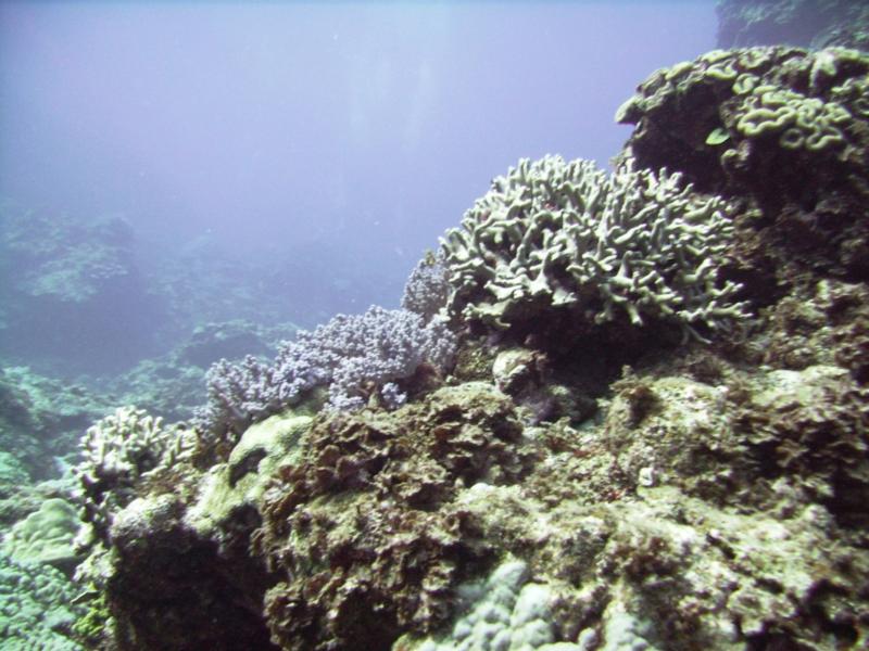Kuroshima Minami - Corals