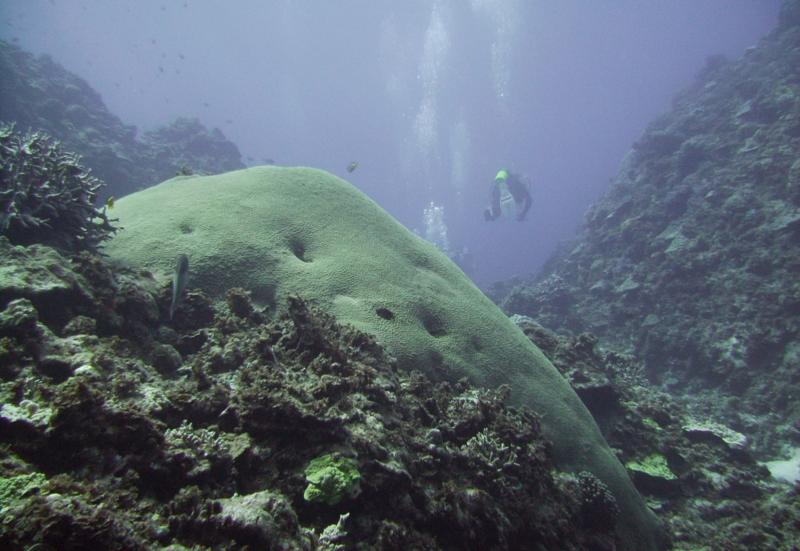 Kuroshima Minami - Corals & divers