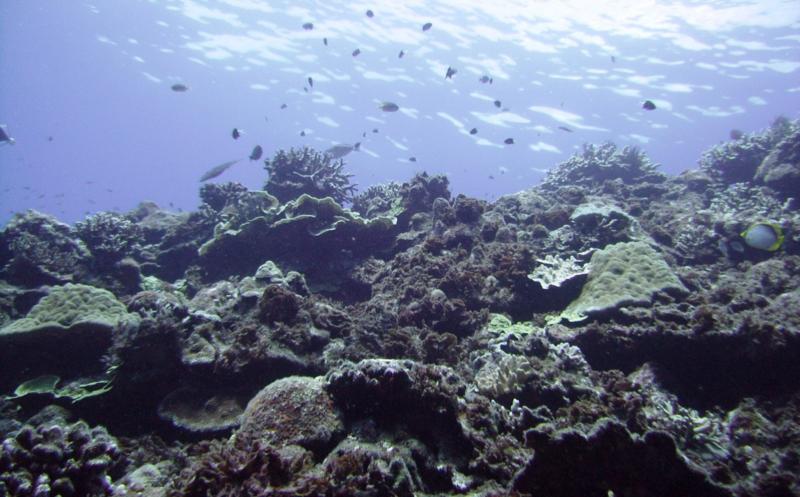 Kuroshima Minami - Reef scene