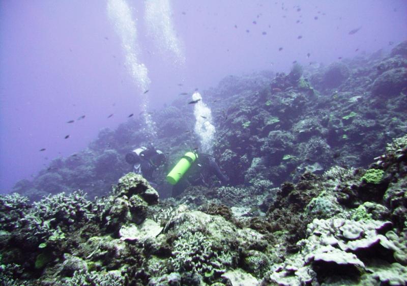 Kuroshima Minami - Divers enjoy the reef