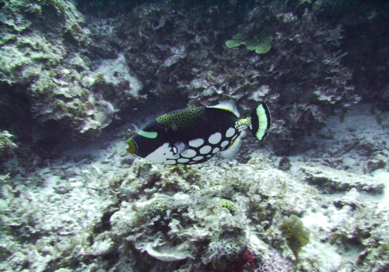 Kuroshima Minami - Clown Triggerfish