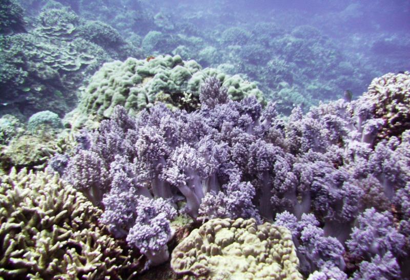 Kuroshima Minami - Coral garden