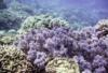 Coral garden - joshmurphy