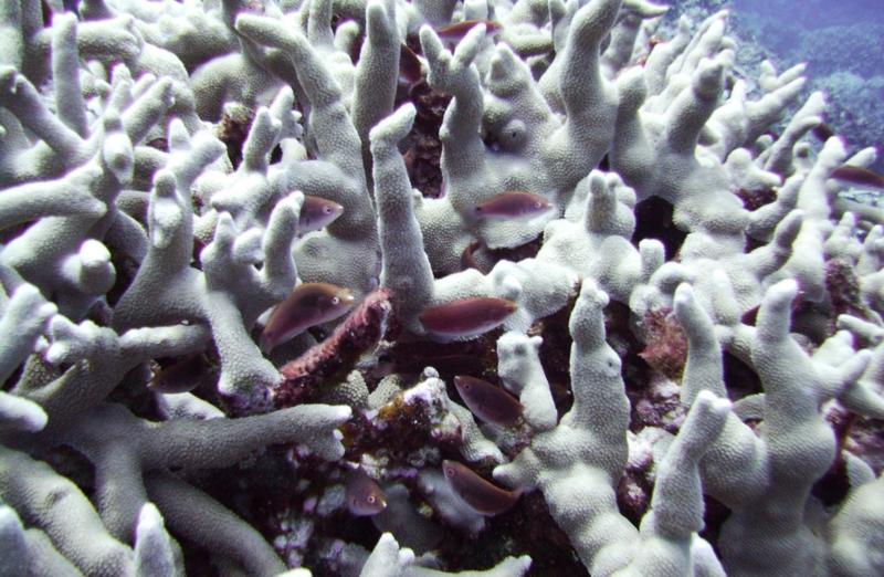 Kuroshima Minami - Refuge among the hard corals