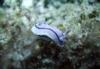 Purple & black nudibranch