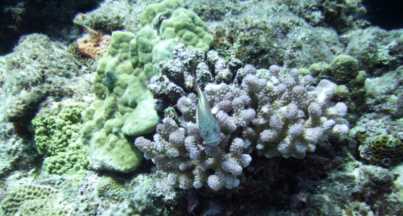 Kuroshima Minami - Speckled hawkfish