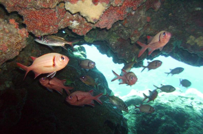 Kuroshima Minami - Soldierfish in cavern