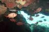 Soldierfish in cavern