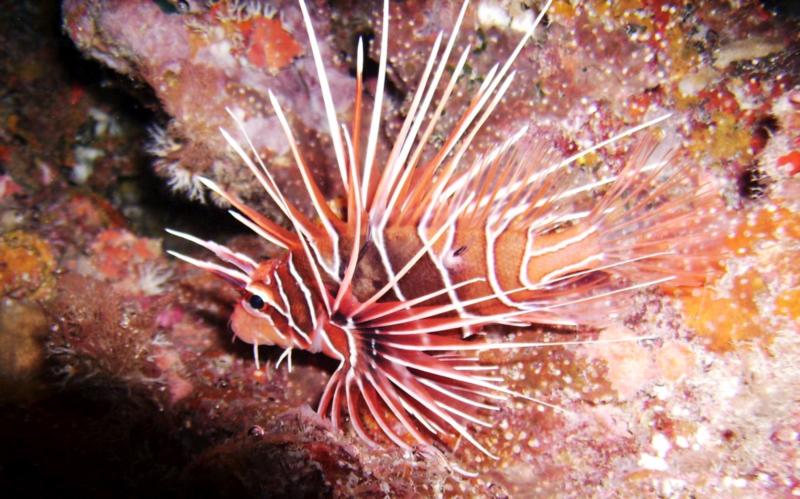 Kuroshima Minami - Spotfin Lionfish in cavern