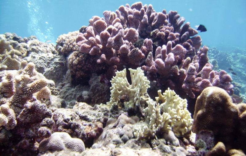 Kuroshima Minami - Lush corals