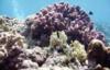 Lush corals