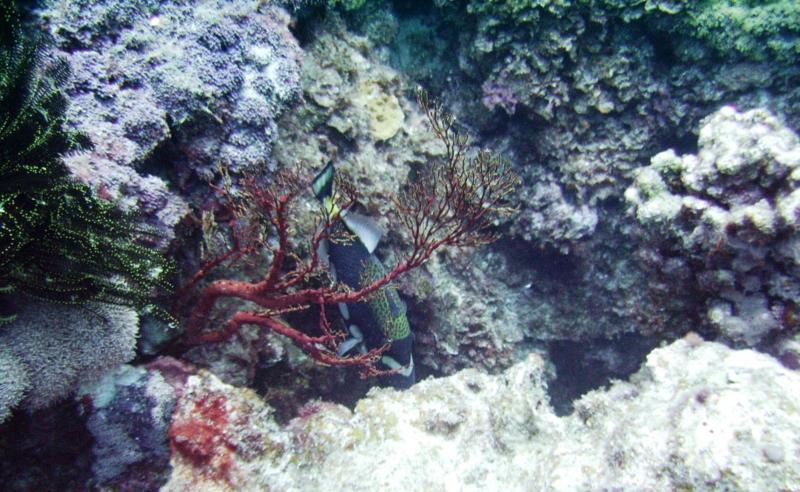 NE Tokashiki - Sea fan corals & triggerfish