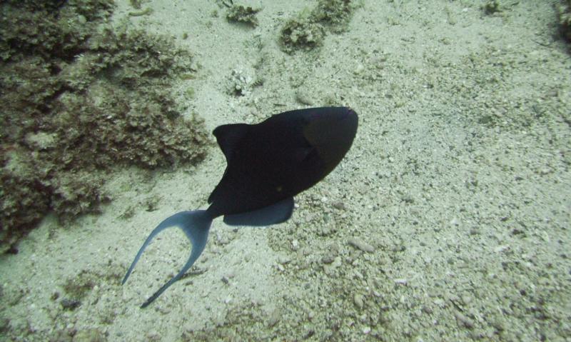 NE Tokashiki - Red-toothed Triggerfish (defending nest site)