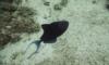 Red-toothed Triggerfish (defending nest site)