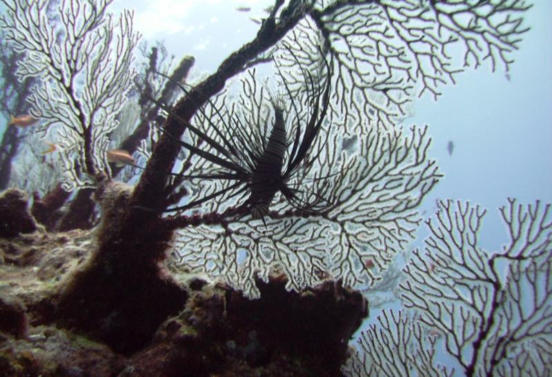 NE Tokashiki - Lionfish on Sea fan