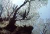 Lionfish on Sea fan