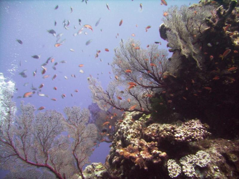 NE Tokashiki - Teeming reef scene