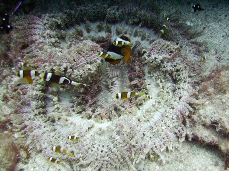 NE Tokashiki - Beaded anemone & many fish