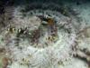 Beaded anemone & many fish