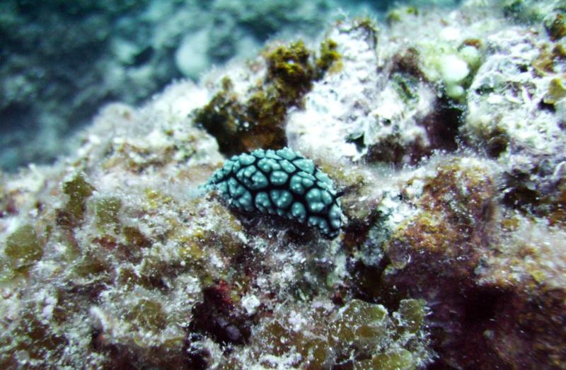 NE Tokashiki - Green & black nudibranch