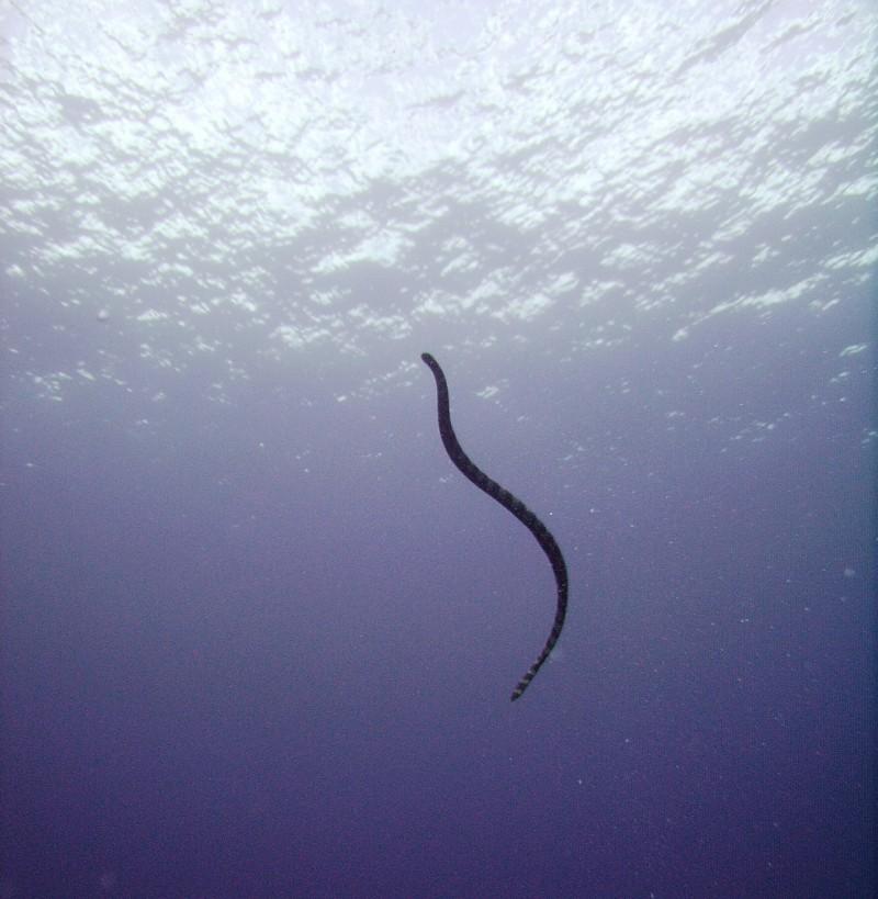 NE Tokashiki - Sea krait headed up for a breather