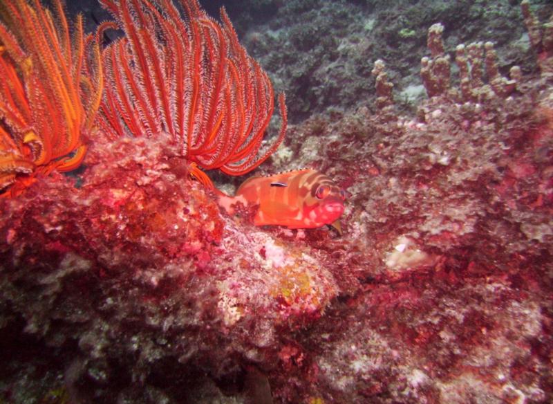 NE Tokashiki - Crinoids & hawkfish