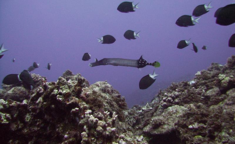 NE Tokashiki - Trumpetfish enjoying the reef