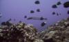 Trumpetfish enjoying the reef