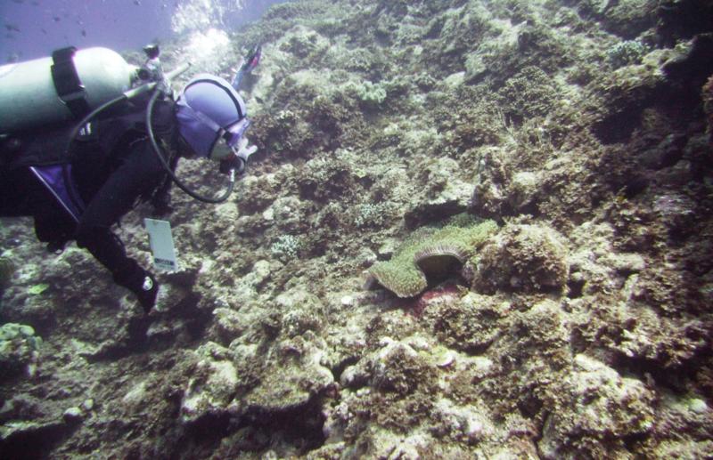 NE Tokashiki - Diver inspecting anemone