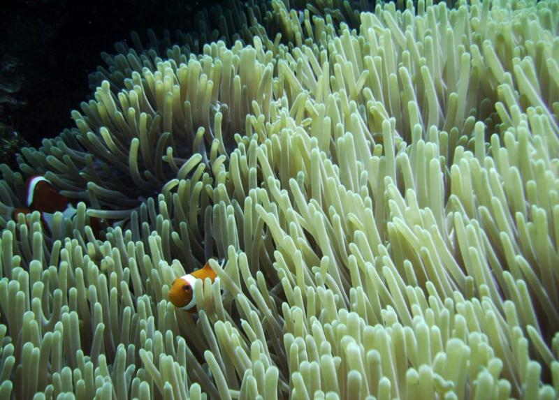 NE Tokashiki - Clownfish & anemone
