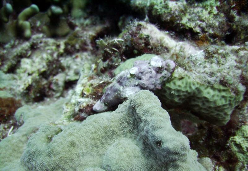 NE Tokashiki - Purple stonefish