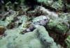 Purple stonefish