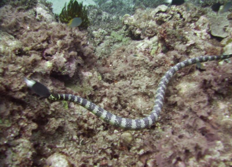 NE Tokashiki - Sea snake (banded sea krait)