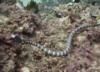 NE Tokashiki - Sea snake (banded sea krait)