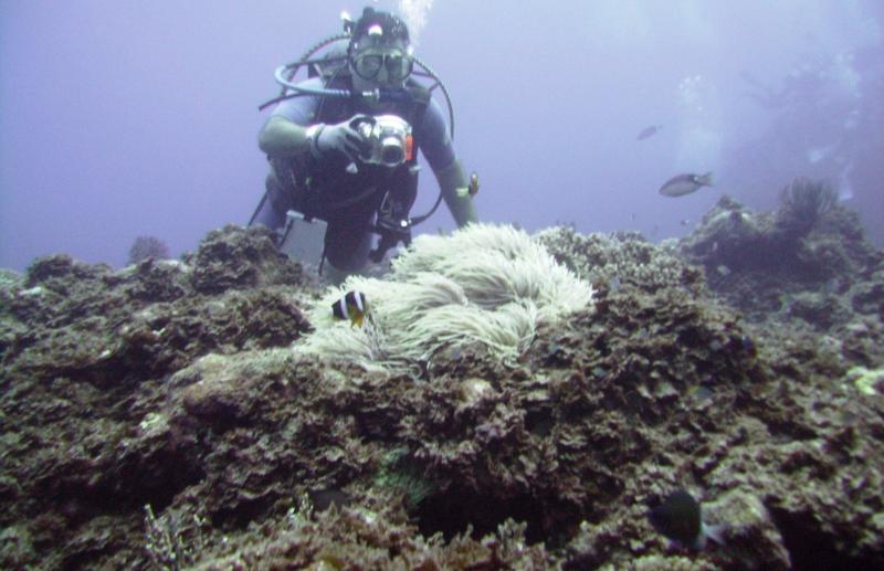 NE Tokashiki - Photographer enjoying anemone scene