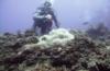 Photographer enjoying anemone scene