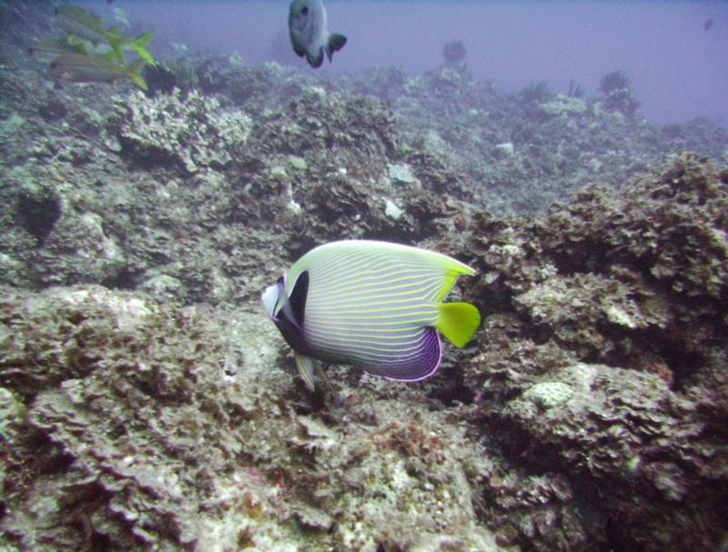 NE Tokashiki - Emperor Angelfish