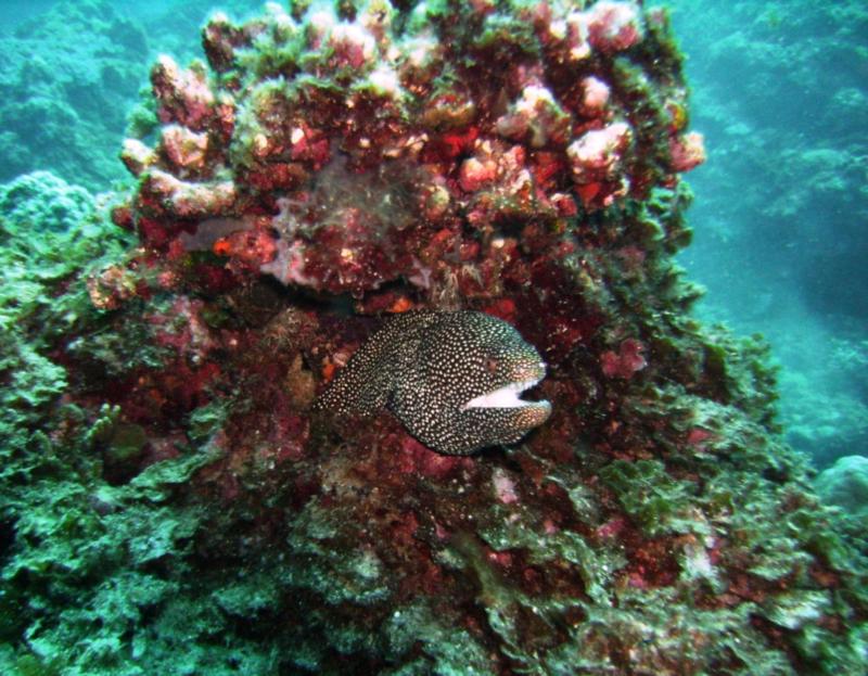 NE Tokashiki - Spotted moray eel