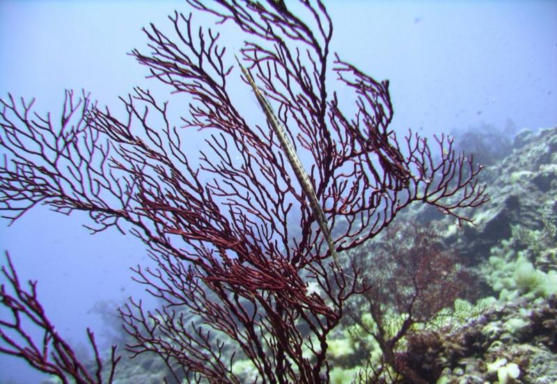 NE Tokashiki - Trumpetfish trying to blend in with sea fan