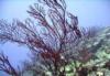 NE Tokashiki - Trumpetfish trying to blend in with sea fan