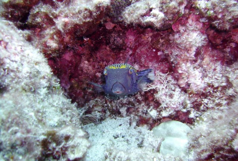 NE Tokashiki - Blue-spotted Boxfish